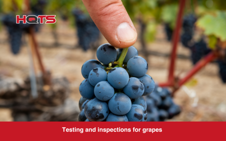 A person testing and inspecting a grape